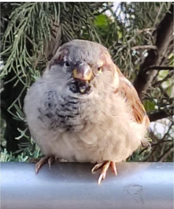 забавные воробьи