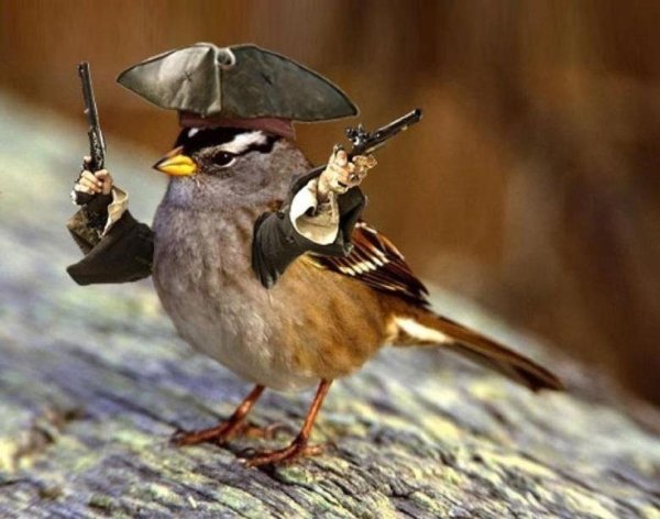 боевой воробей