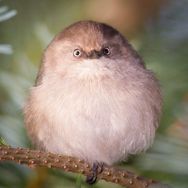 толстая птица