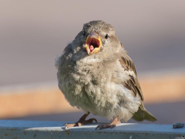 воробей орет