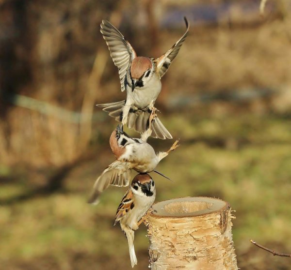 забавные птицы