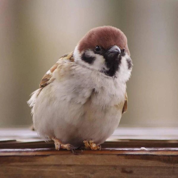 полевой воробей passer montanus