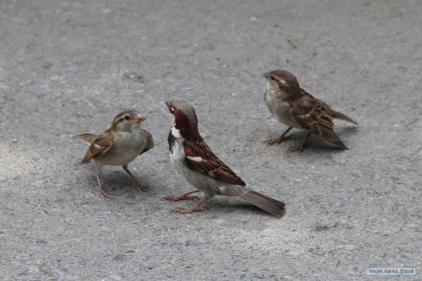 два воробья