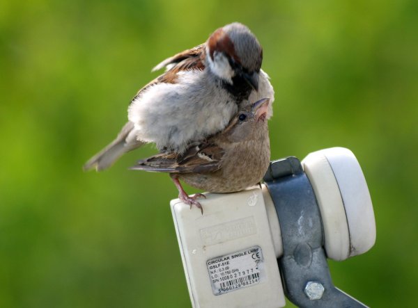 воробьи спариваются