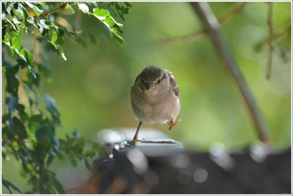 пеночка весничка