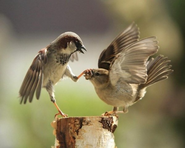 два воробья