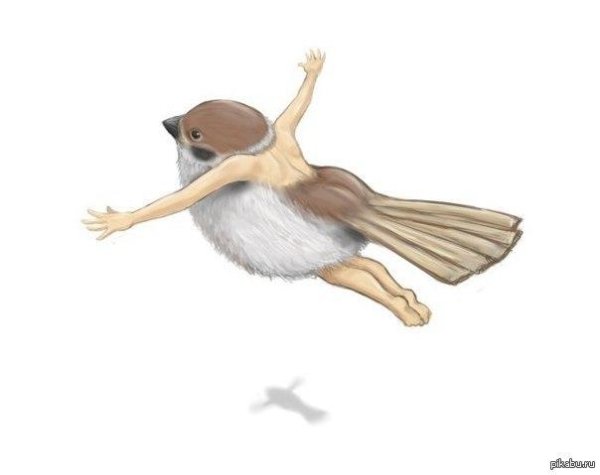 птица с руками мем