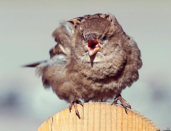 злой воробей