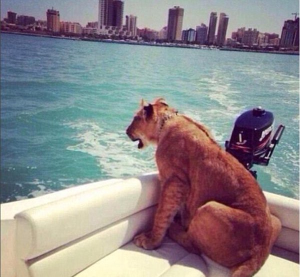 дубайский лев