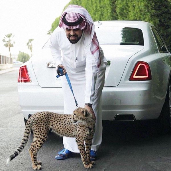 рич шейх дубая