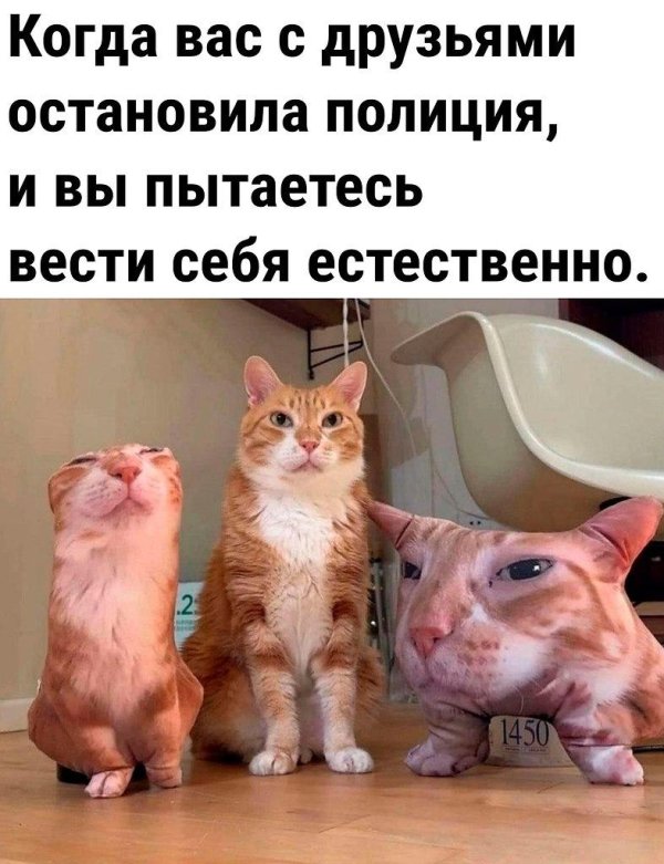 веселые приколы