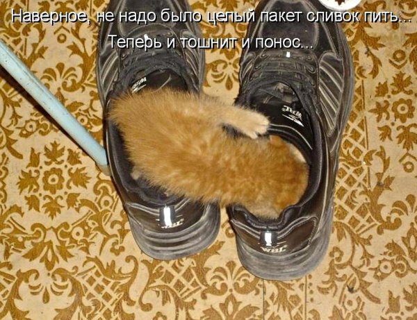 понос прикол