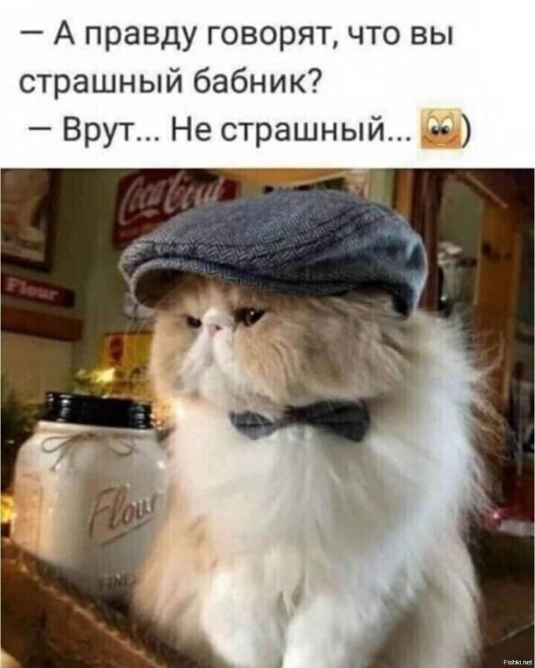 кот в кепке
