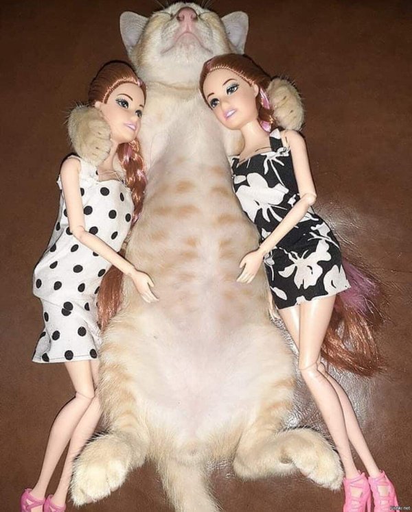 кошка барби