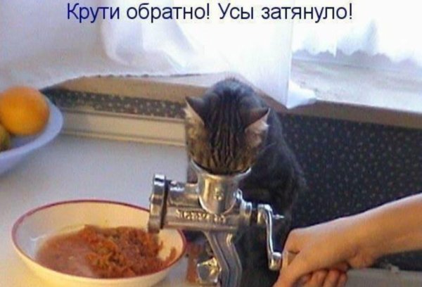 кот в мясорубке