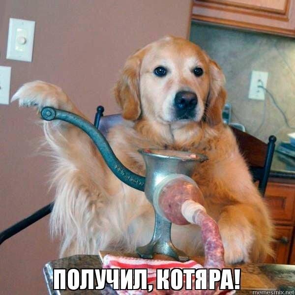 собака ест колбасу