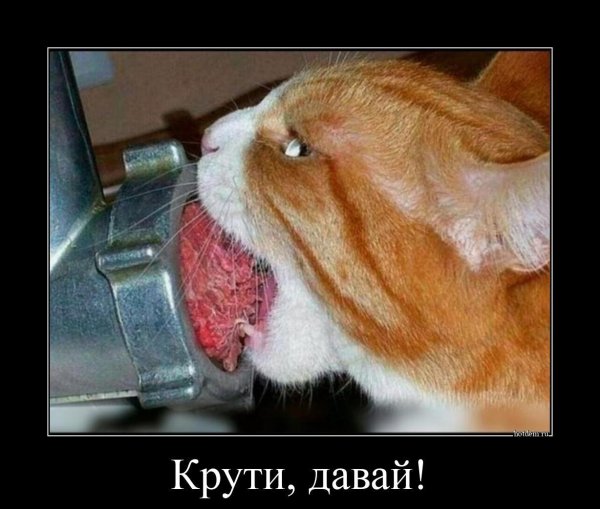 животные юмор