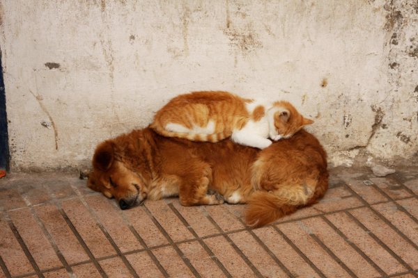 кошка с собакой