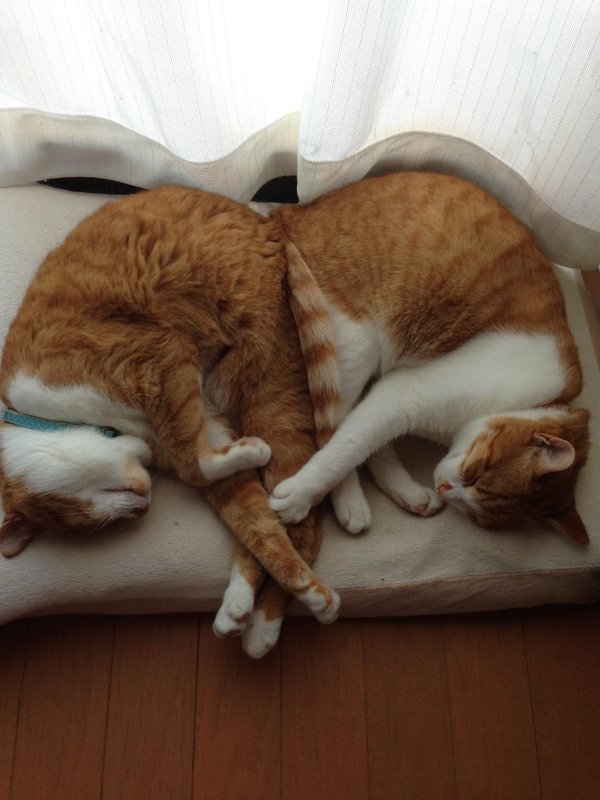 ленивые коты