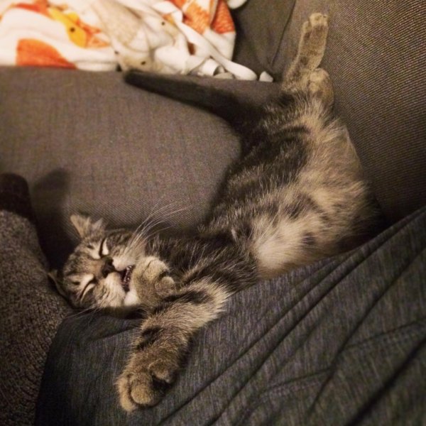 котенок на коленках