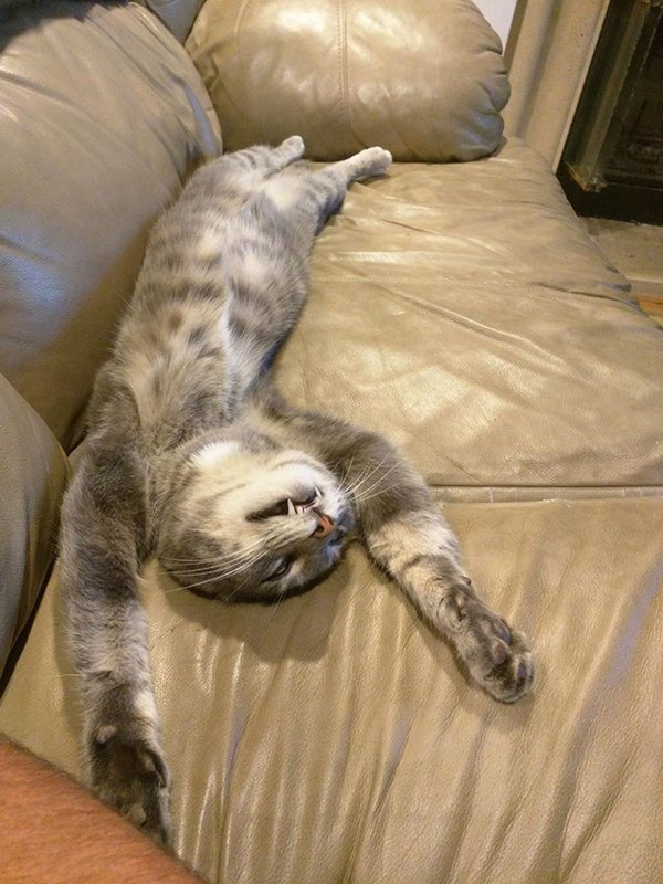 кот устал