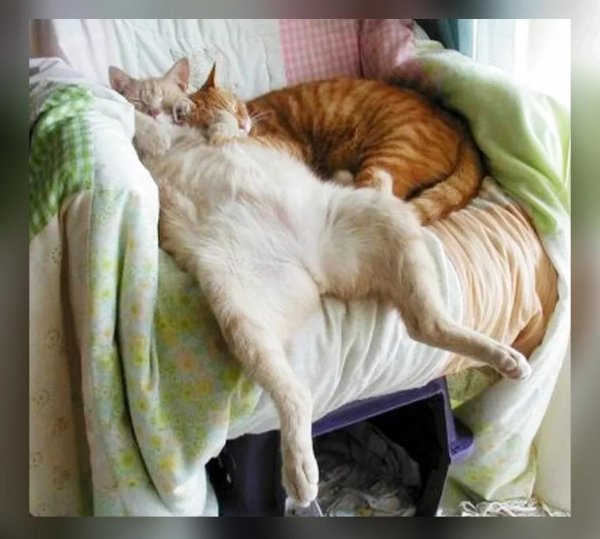 котик спящий