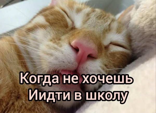 котик сонный