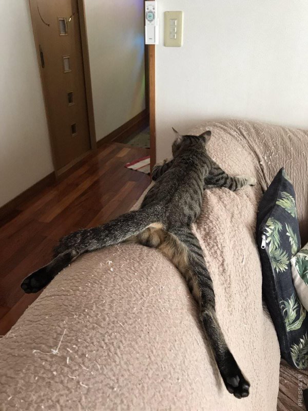 кот сонный