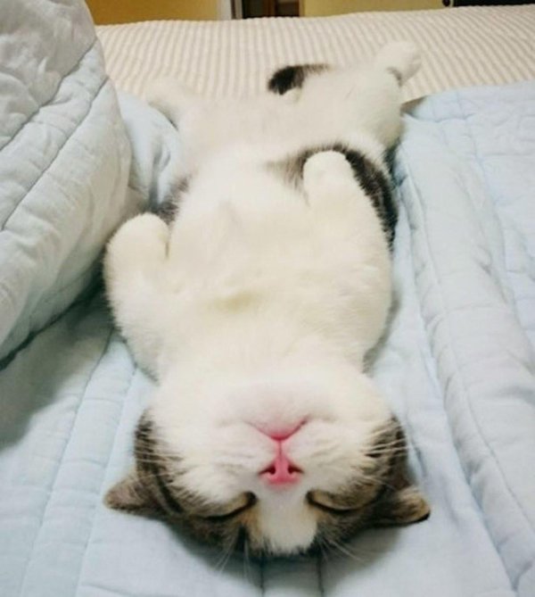 котик спящий