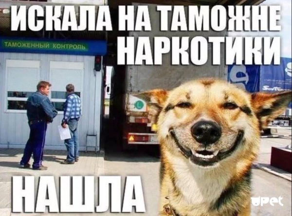 улыбающийся пес