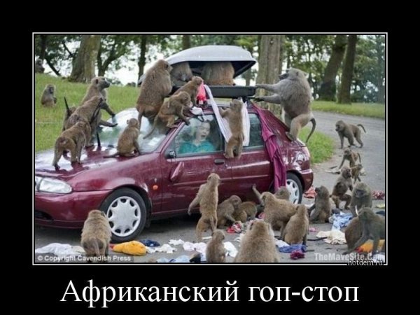обезьяны и автомобиль