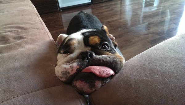 английский бульдог жажа