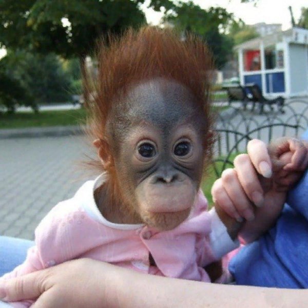 детеныш орангутанга