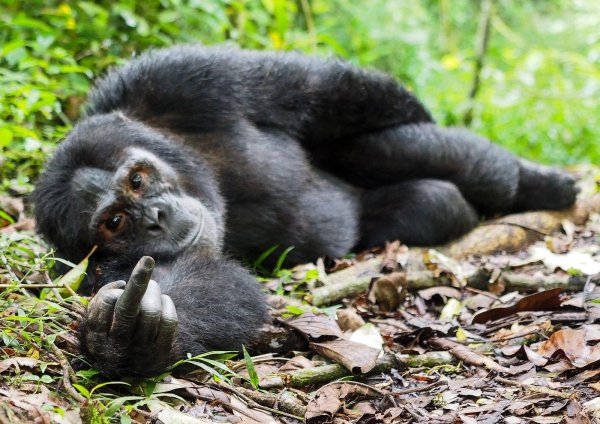 человекообразные обезьяны гориллы