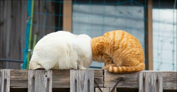 веселые животные