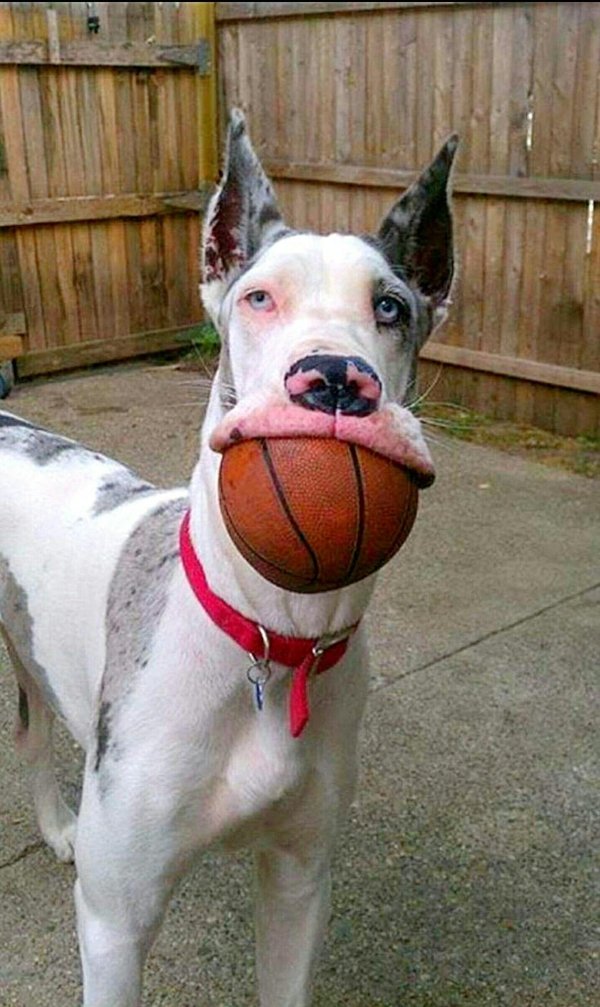 идиотская морда собаки