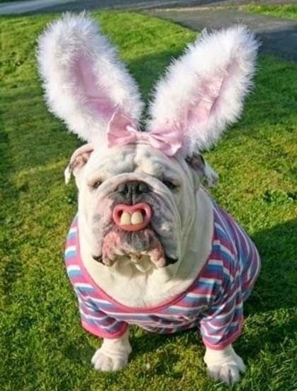 бульдог пасха