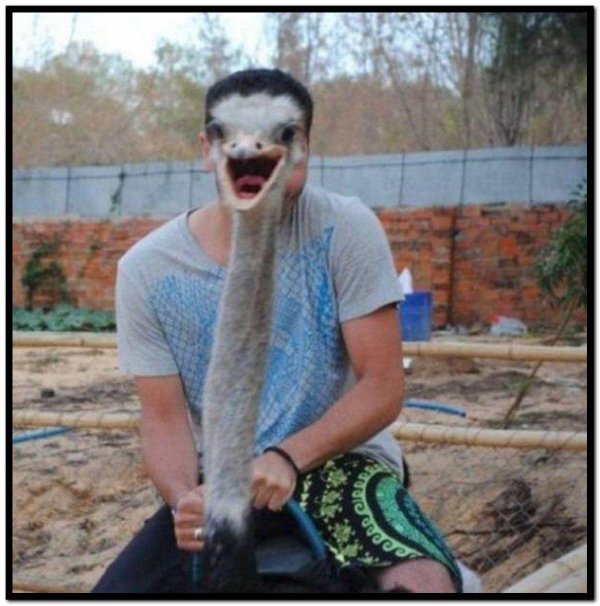 страусы эму