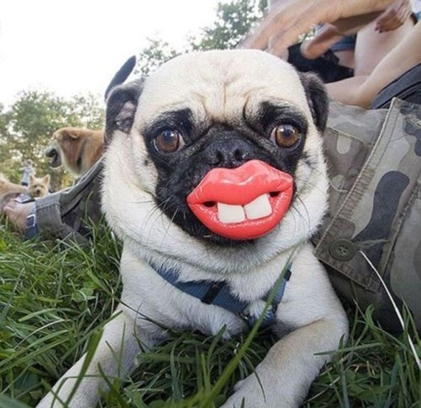 игрушка для собак