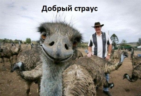 страусиная ферма