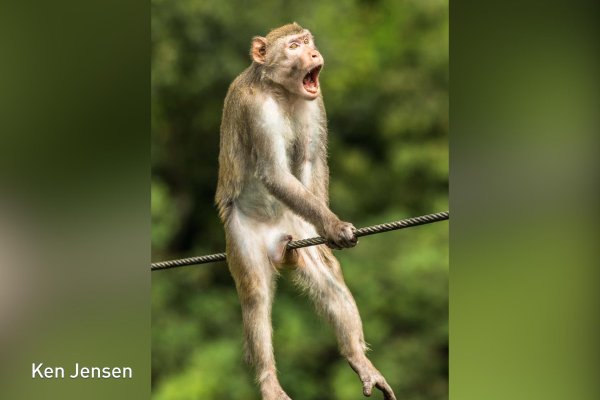 обезьяна смешна