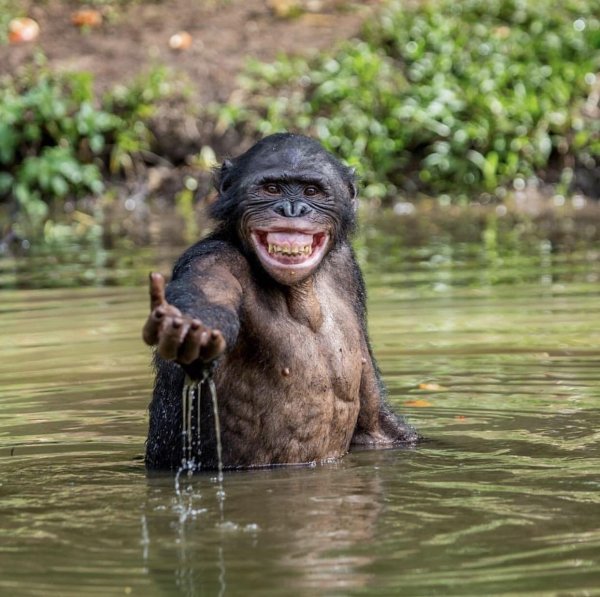 бонобо улыбка