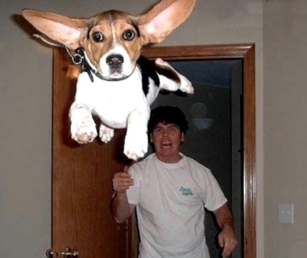 летающий бигль