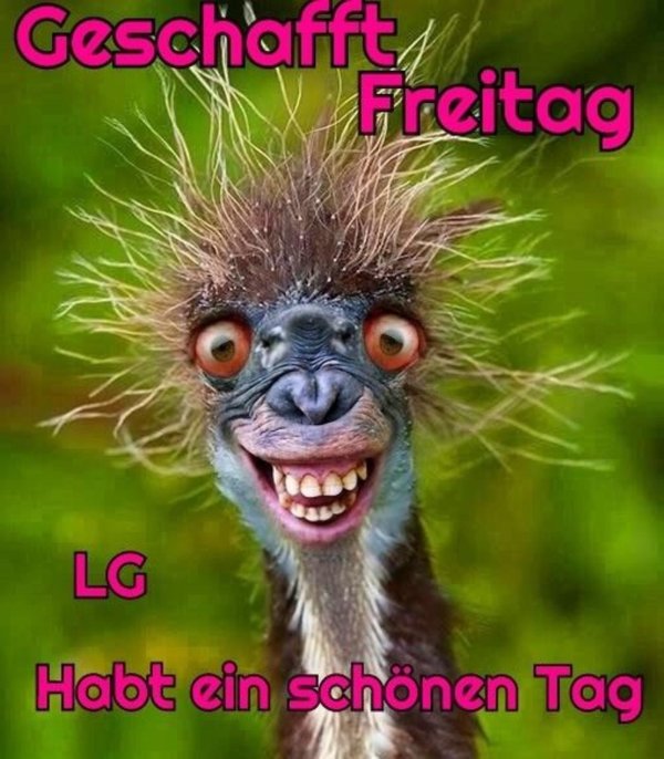 прикольное животное