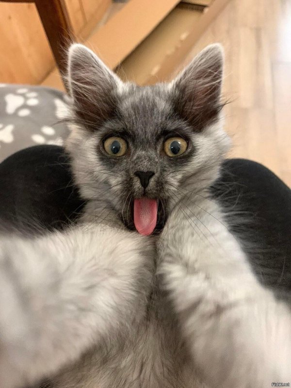 ликой кошка