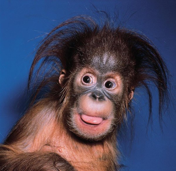 веселая обезьяна