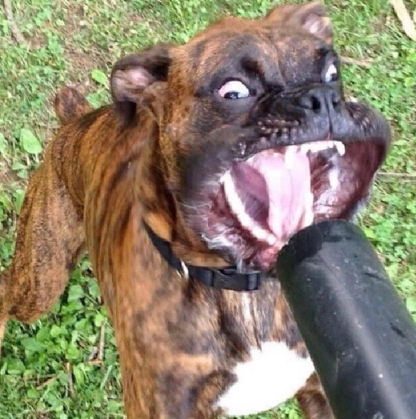 немецкий боксёр злой