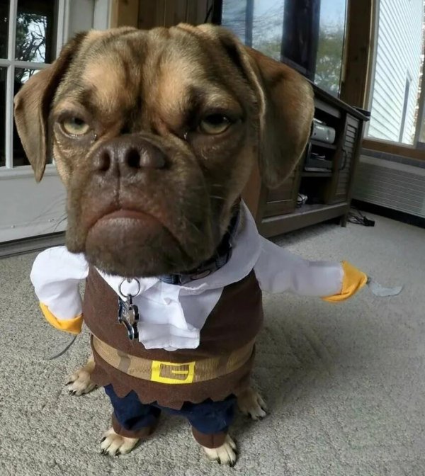 забавные собаки