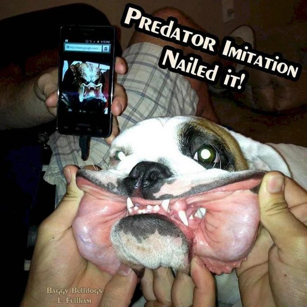 животные угар