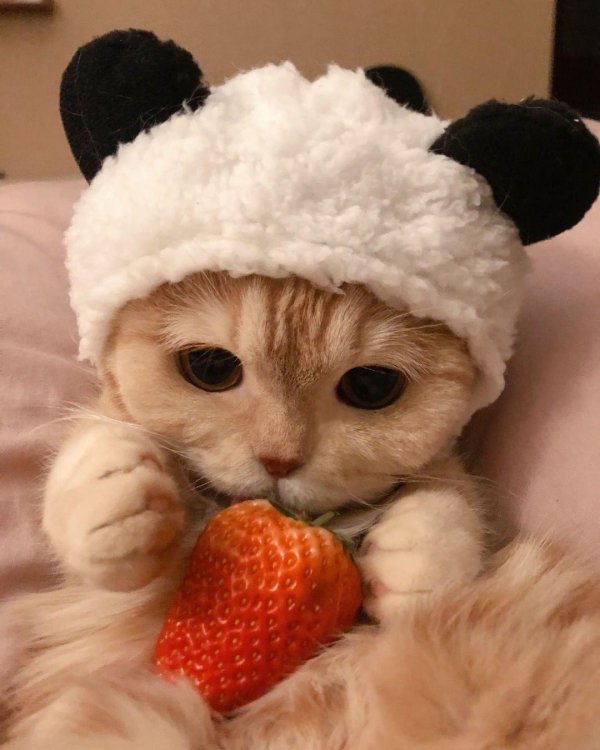 милая котик